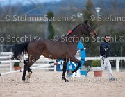 Clintige Tosc Tour2013- S5 1677 : Arezzo, Cavalli d'Italia, Clintige, Toscana Tour 2013, foto di Stefano Secchi ©